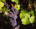 cabernet-sauvignon.jpg