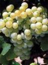 chardonnay.jpg