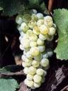 sauvignon.jpg