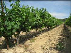 vignoble-floutier_03.jpg
